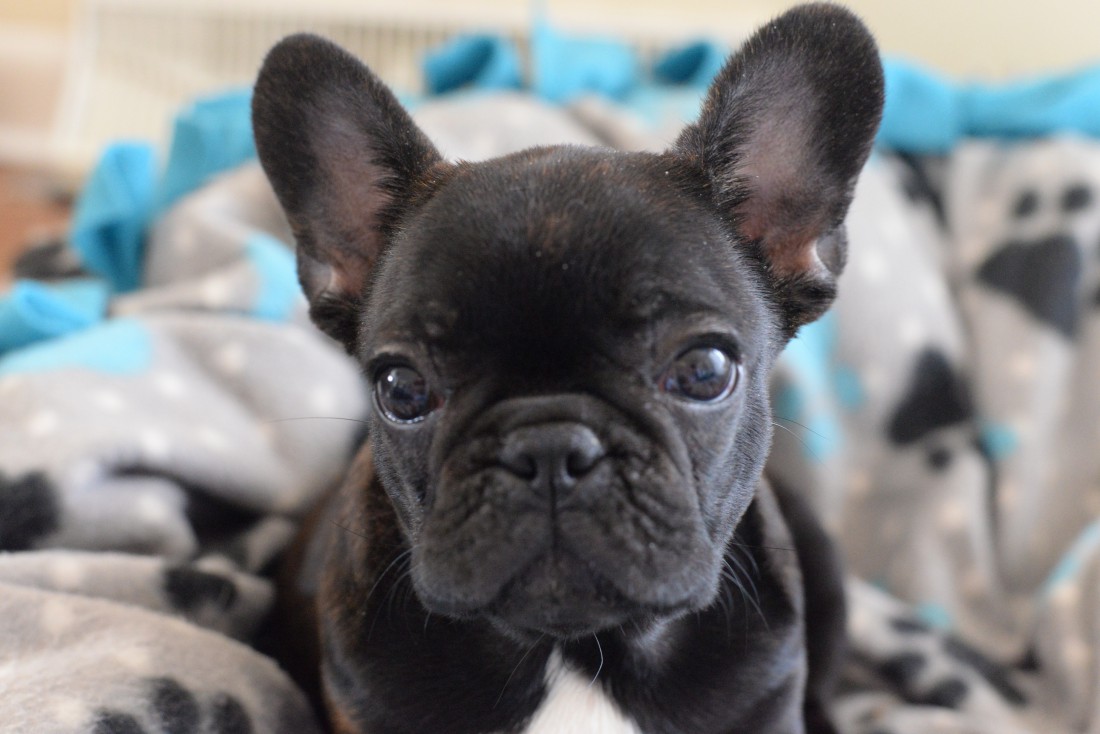 MIDWEST FRENCHIES – A Dog Is Not A Toy 