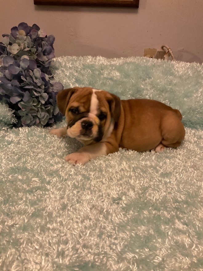 English Bulldog Puppies Available MIDWEST FRENCHIES